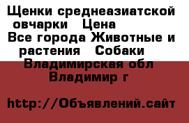 Щенки среднеазиатской овчарки › Цена ­ 20 000 - Все города Животные и растения » Собаки   . Владимирская обл.,Владимир г.